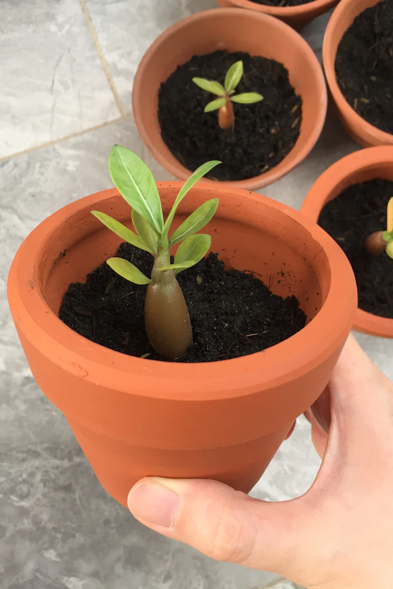 Tall green plant in a terracotta pot in a bright bathroom corner