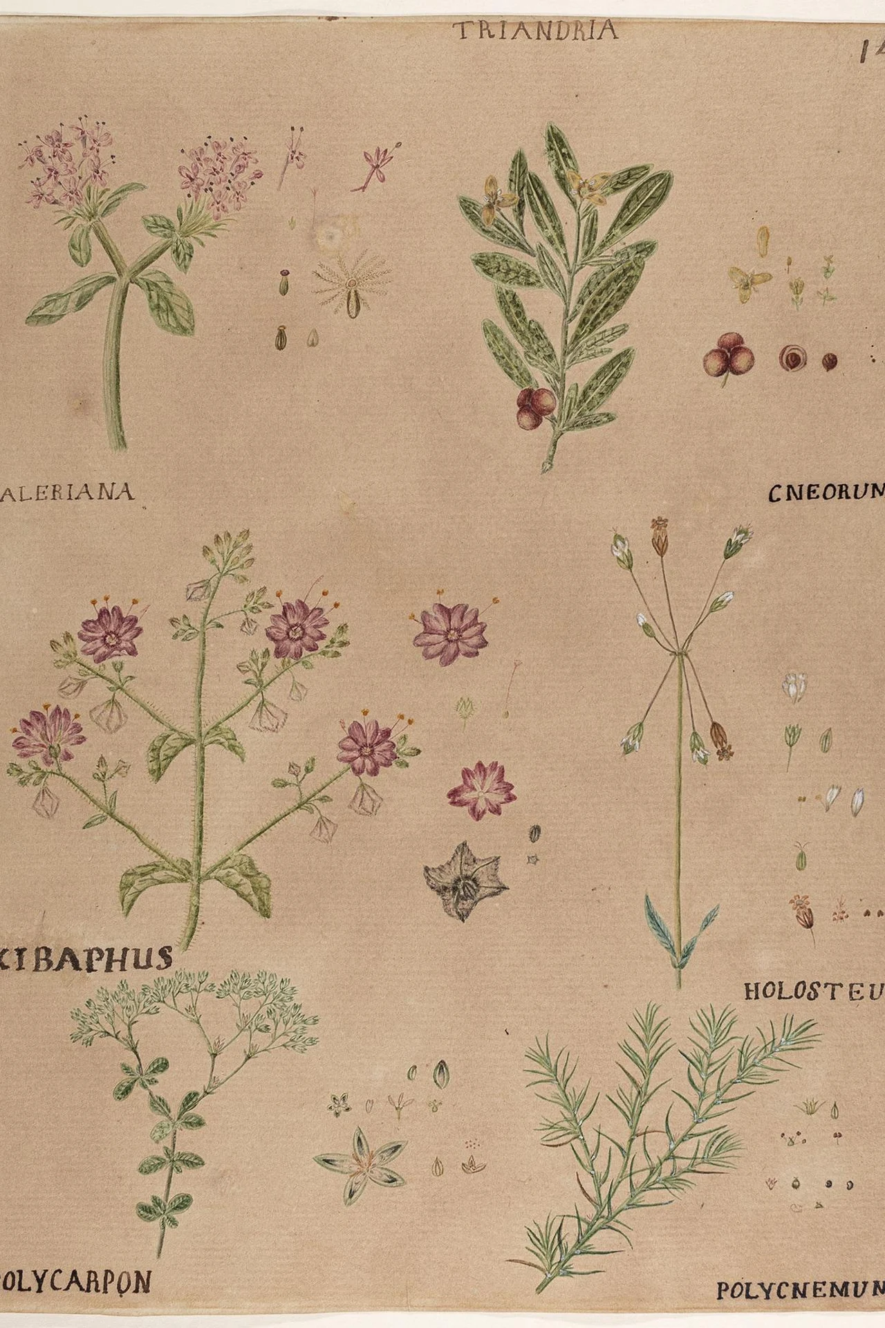 Bold Botanical Print as the Room's Art in a cozy budget bathroom with soft natural light