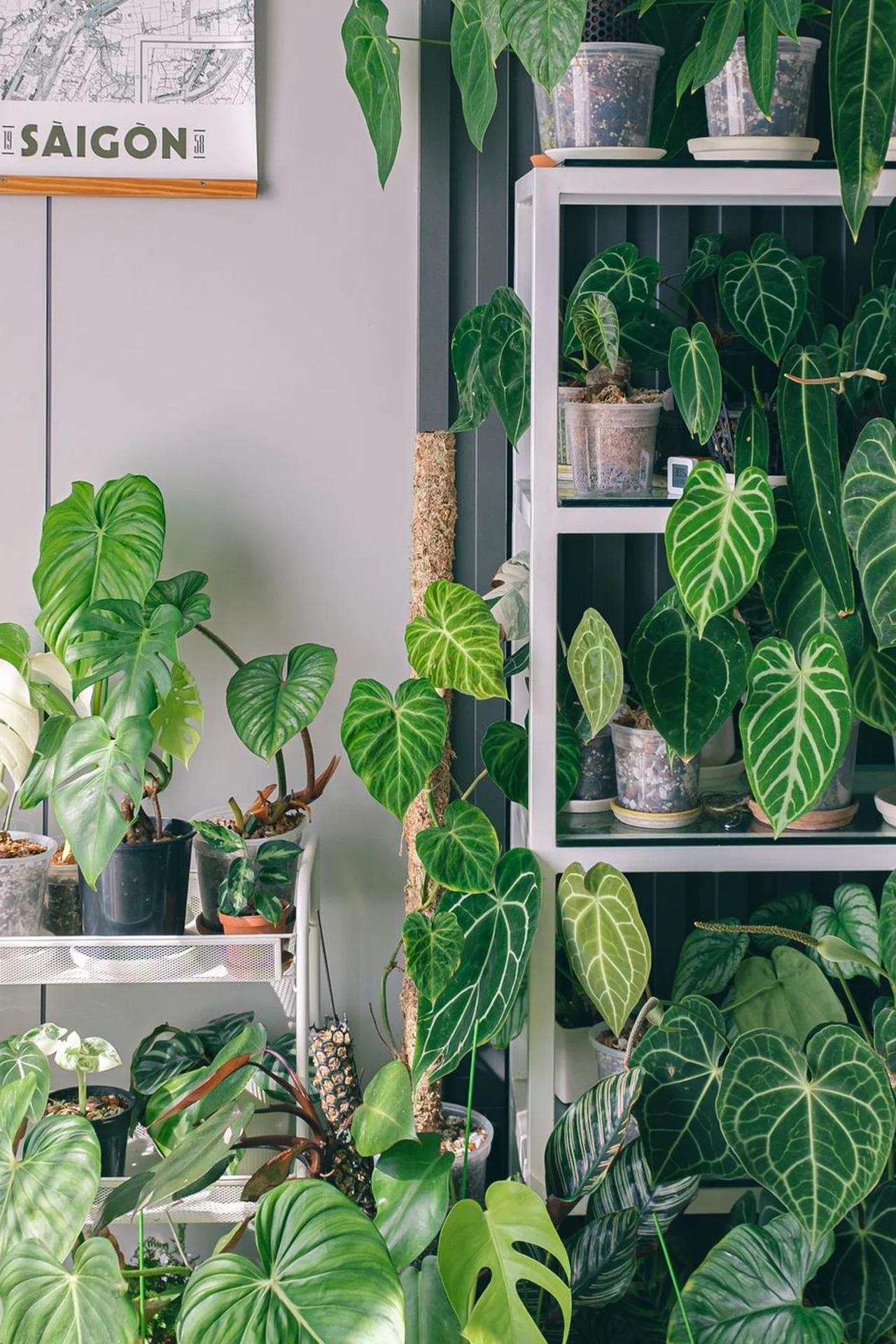 Pothos plant on a shelf in a humid small bathroom